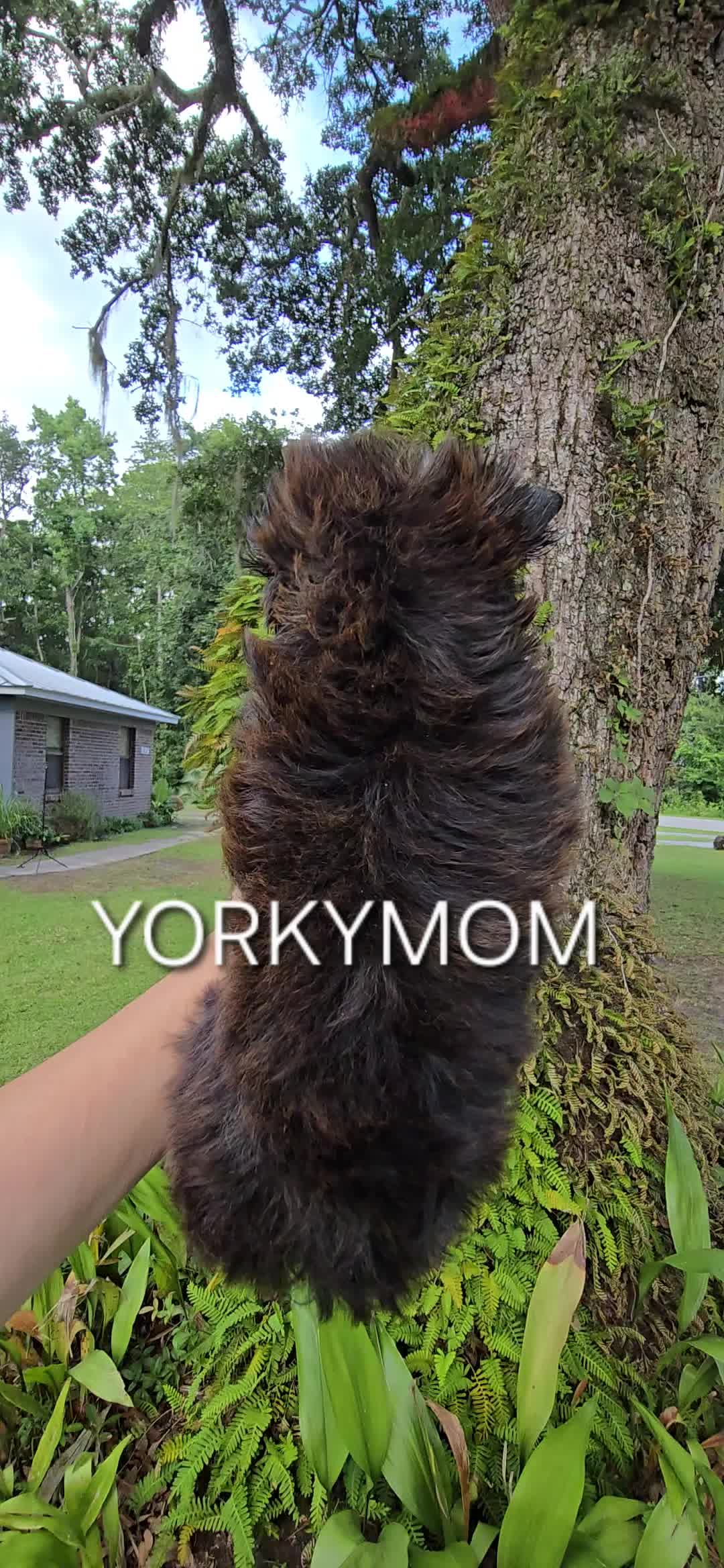@theYorkymom