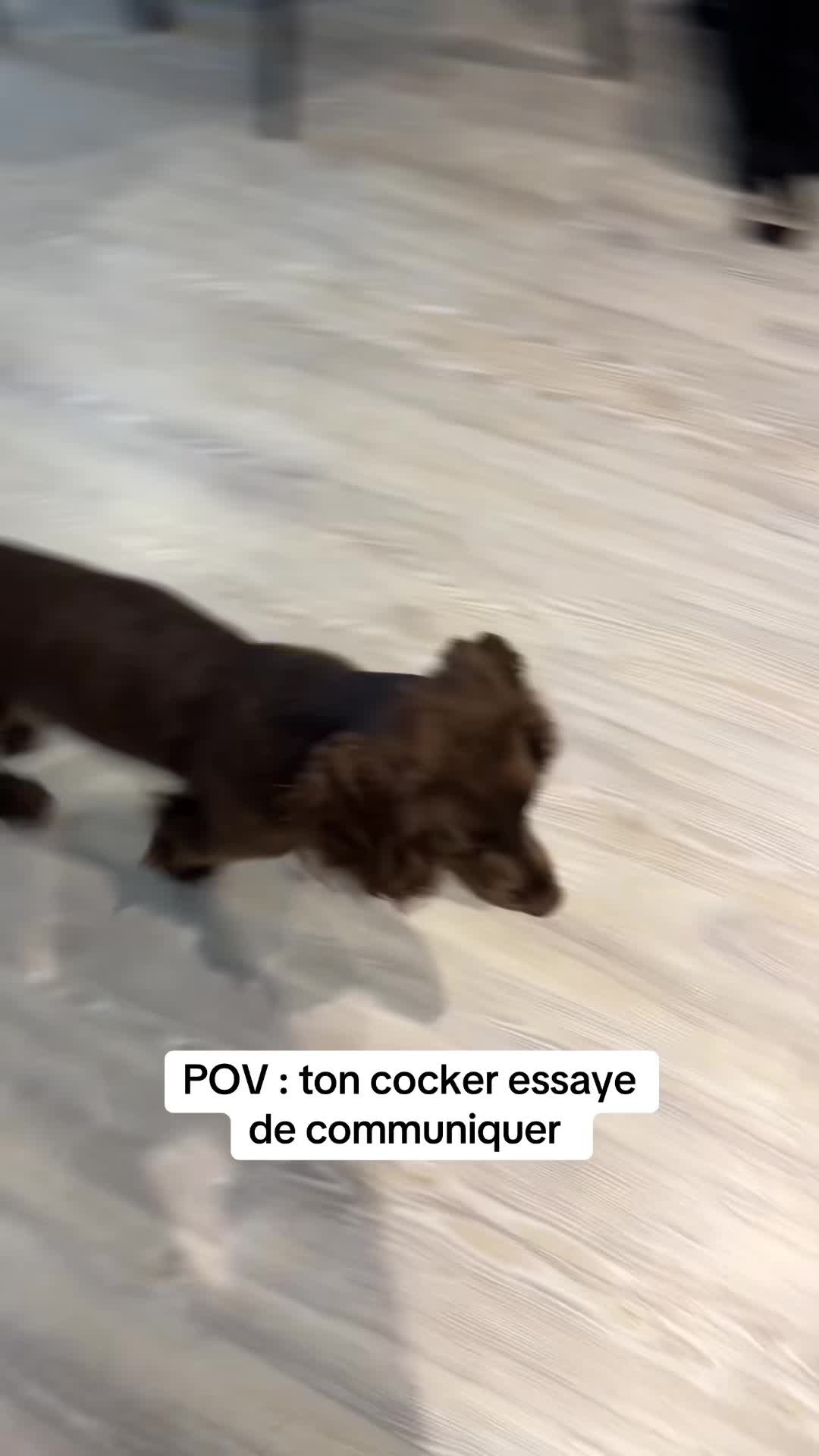 @coeur.de.cocker