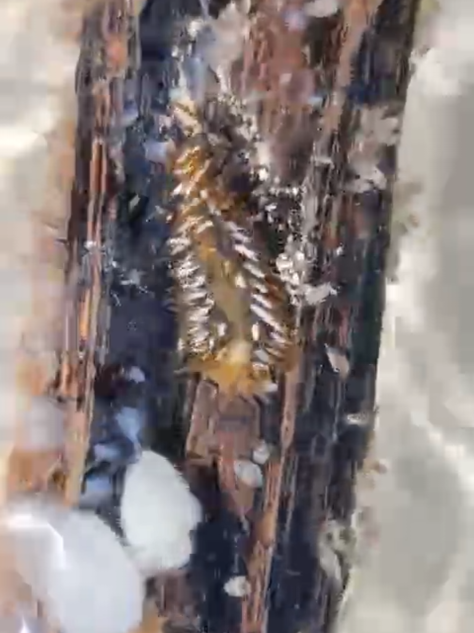@Micasliebstes