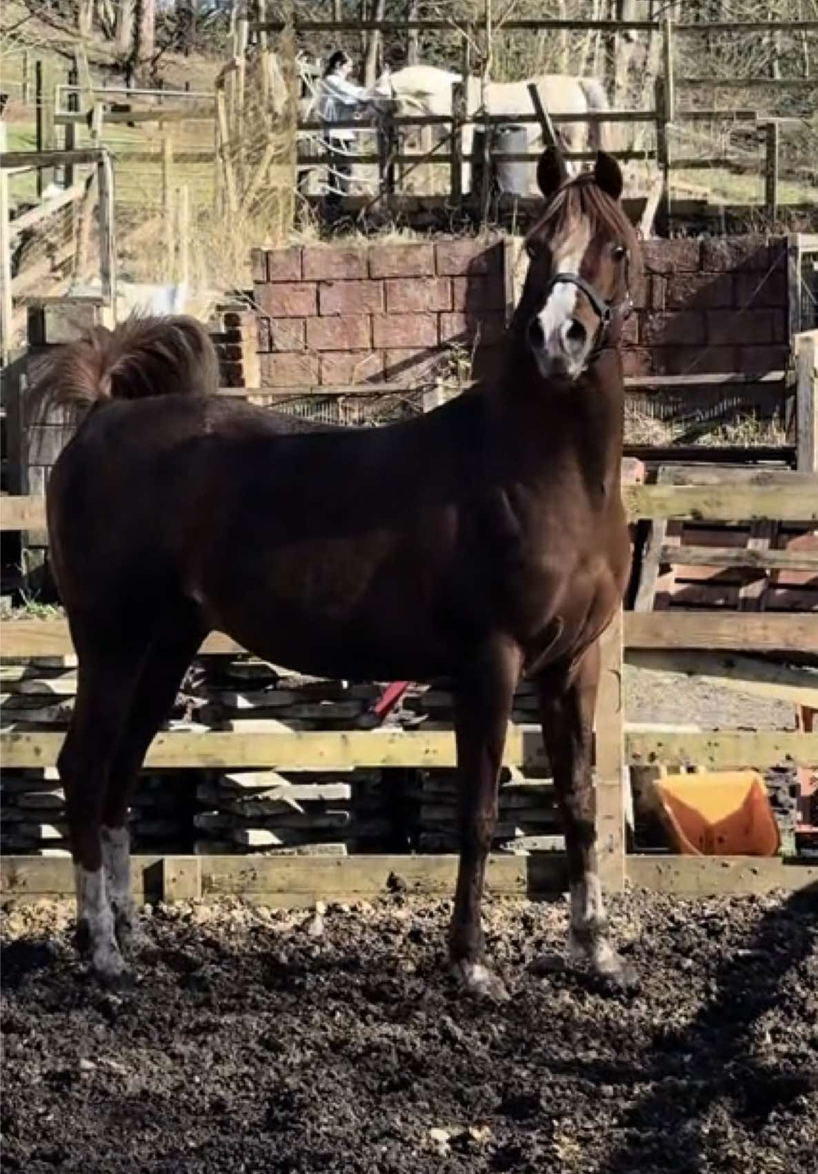 @thekhansarabianstudfarm