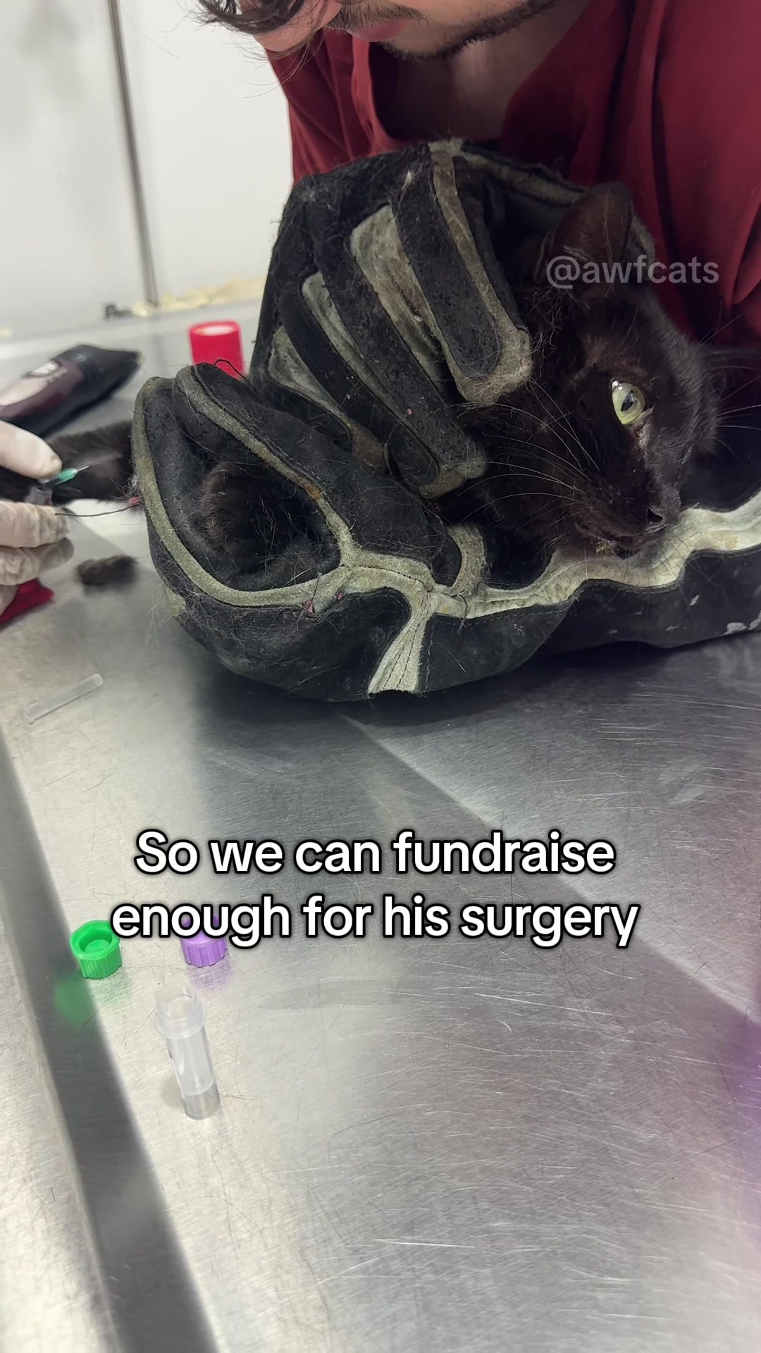 @AWF Cats