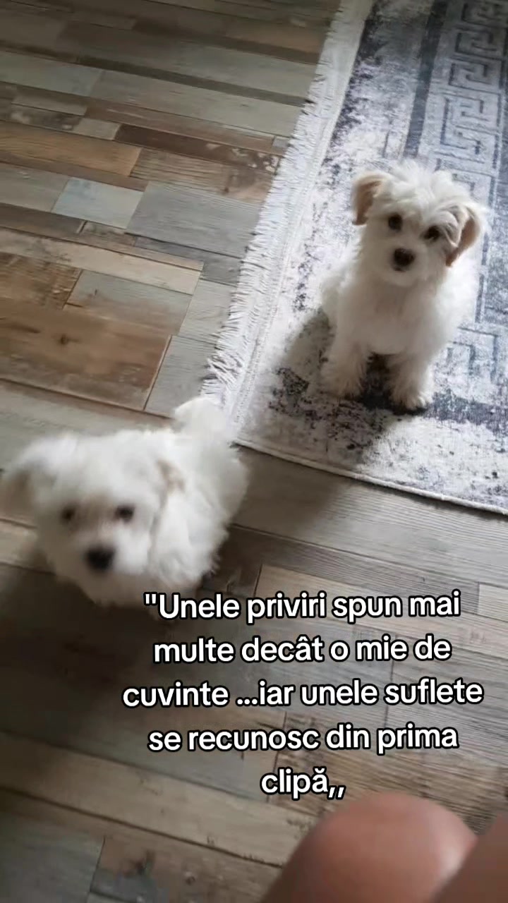 @Violeta Dobre