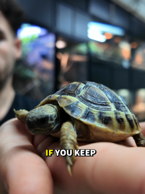 @prorep_reptile
