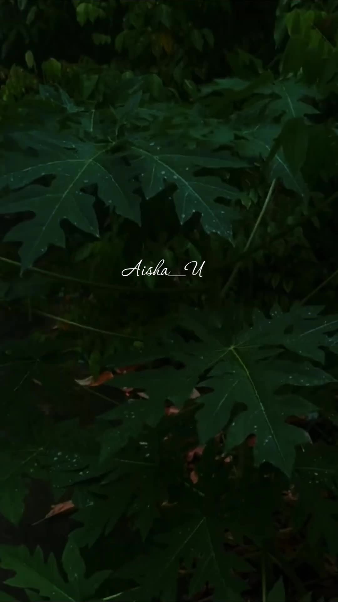 @Aisha_U