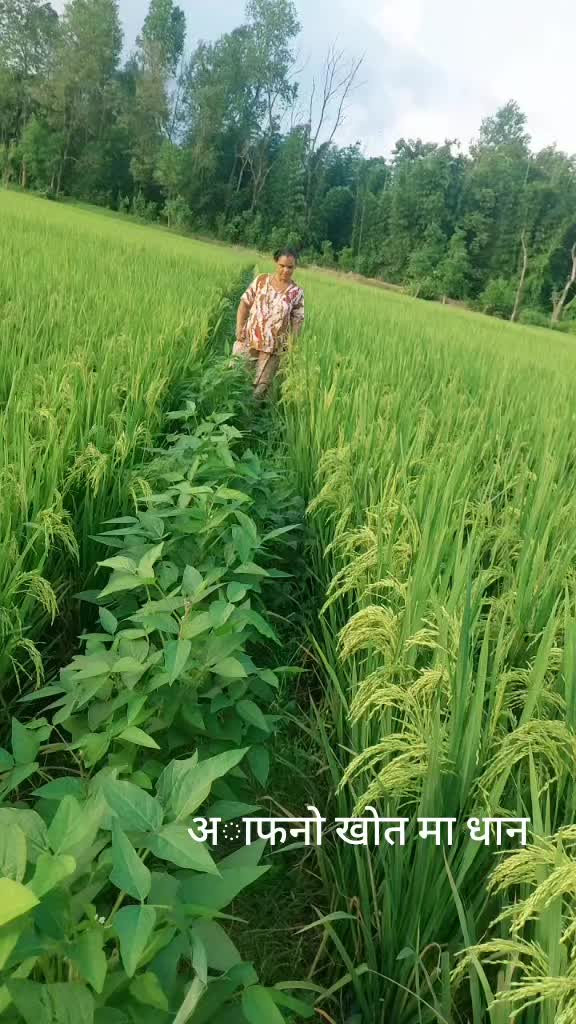 @PABITRA subedi
