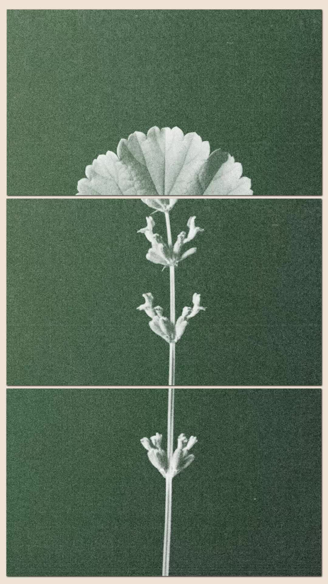 @Aesop