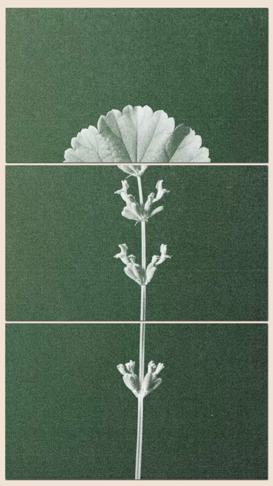 @Aesop