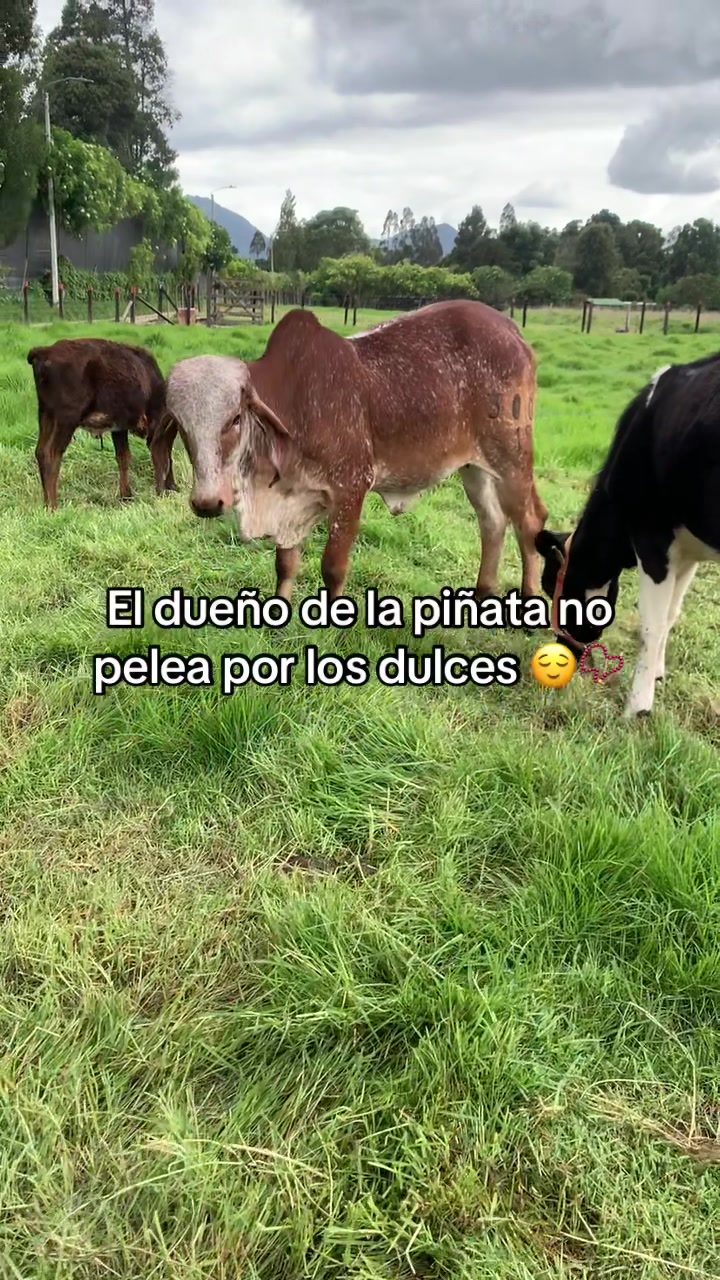 @Juan Rodríguez 🐄