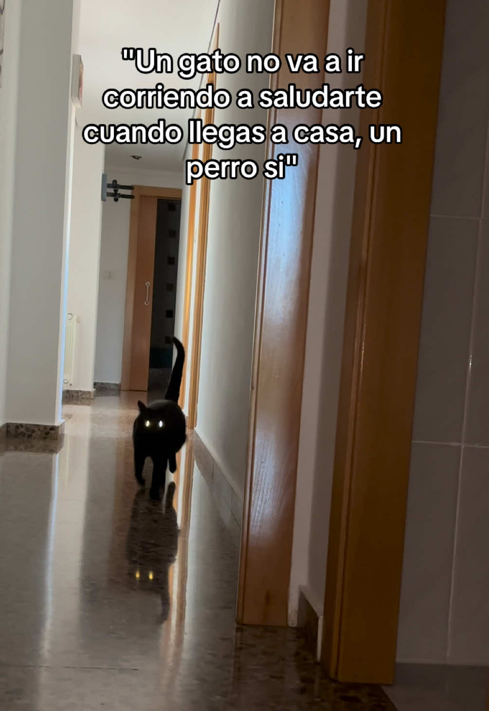 @BlackCatsMatter