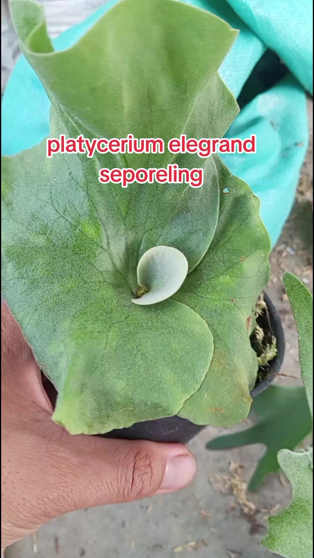 @LATANSA PLATYCERIUM NURSERY