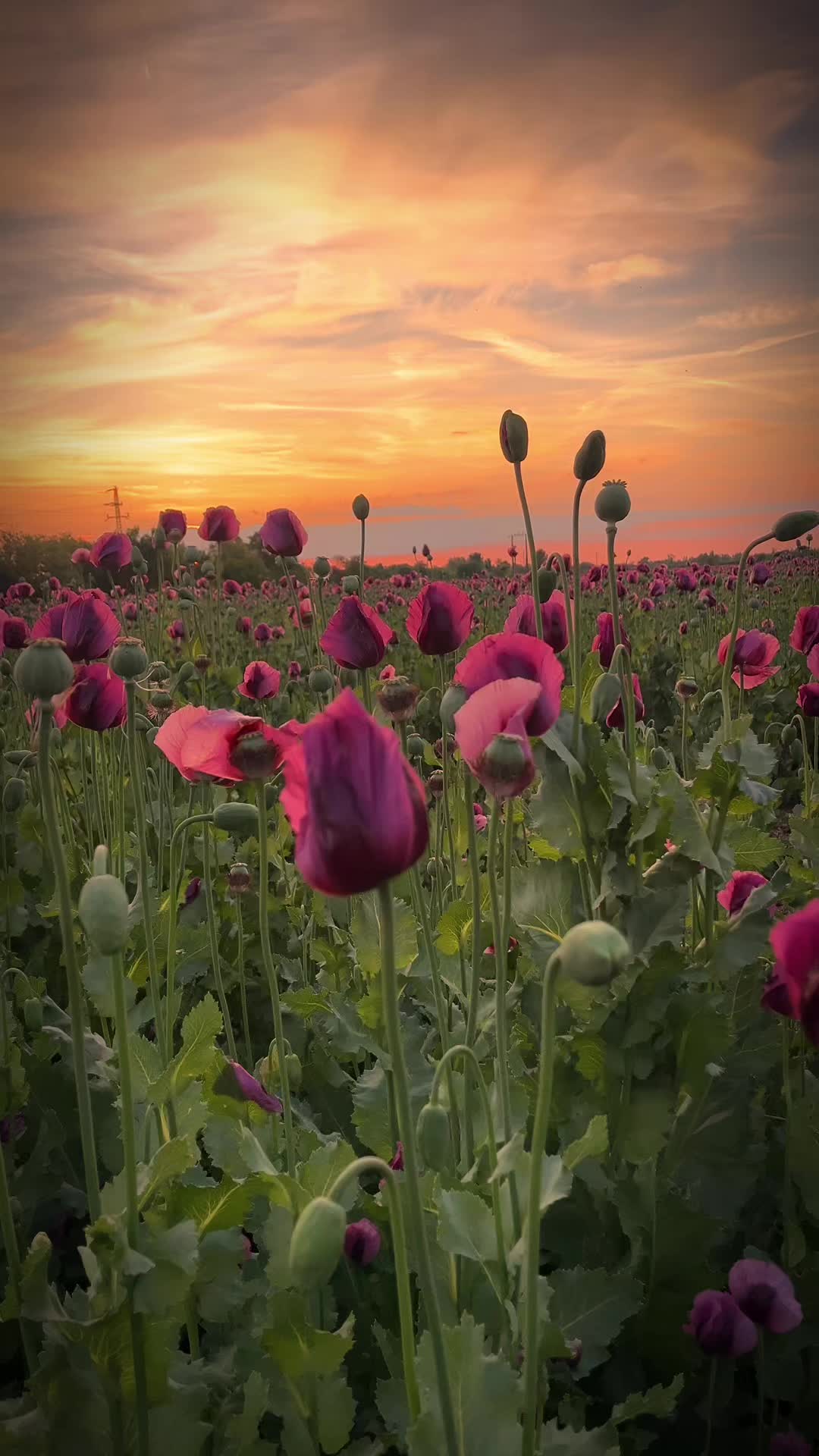 @aestheticteoo