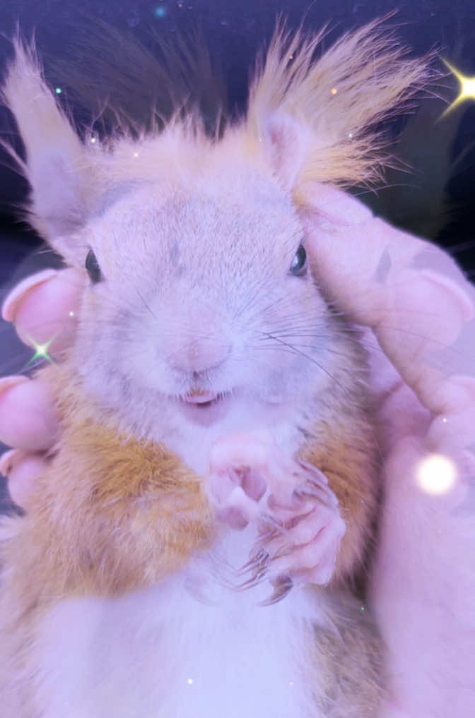 @Jenny&Skippi🐿️ TeamV🐿️u🦔🏰