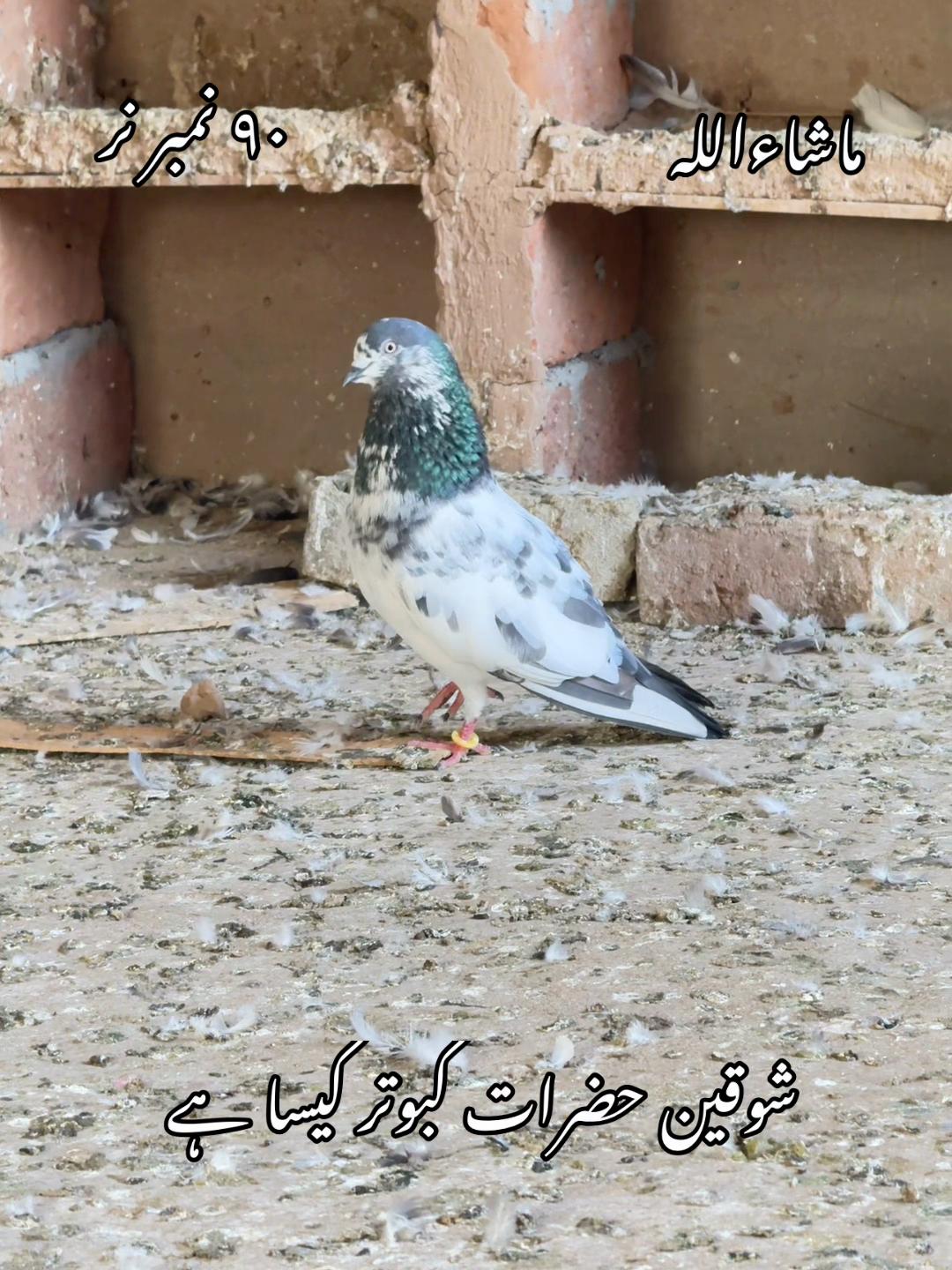 @شوق 🫀