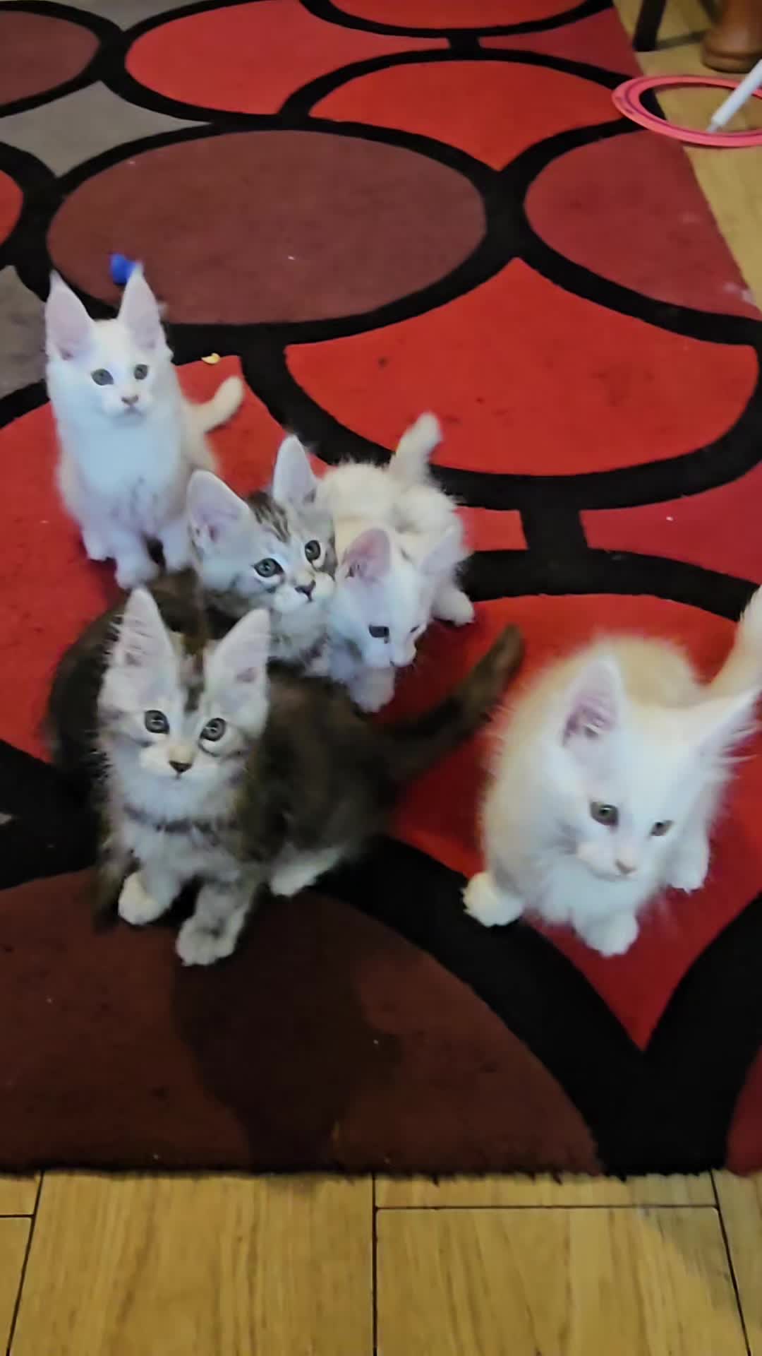@KARIBRY Maine Coons uk