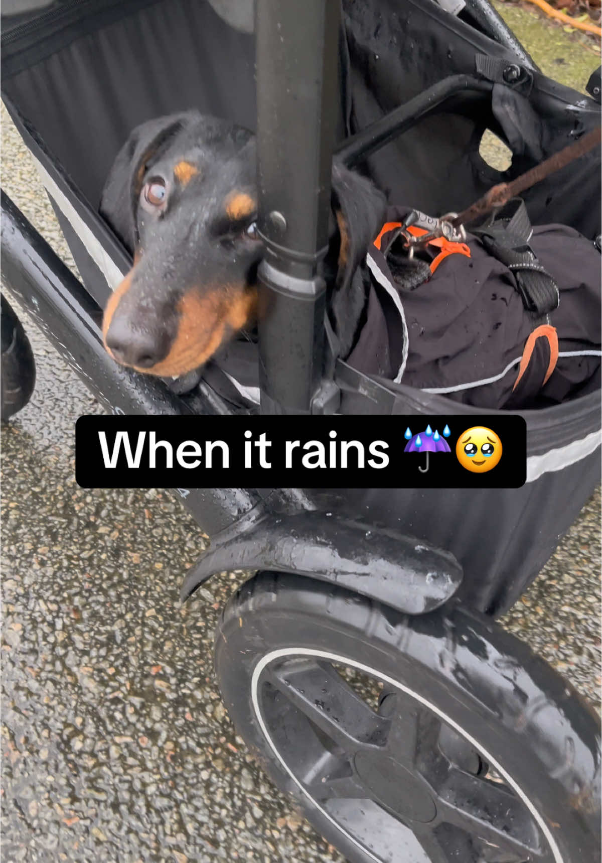 @Nils The Mini Dachshund     🌭