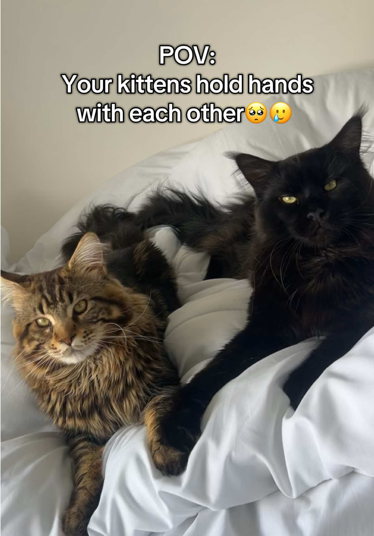 @Simba&Scar