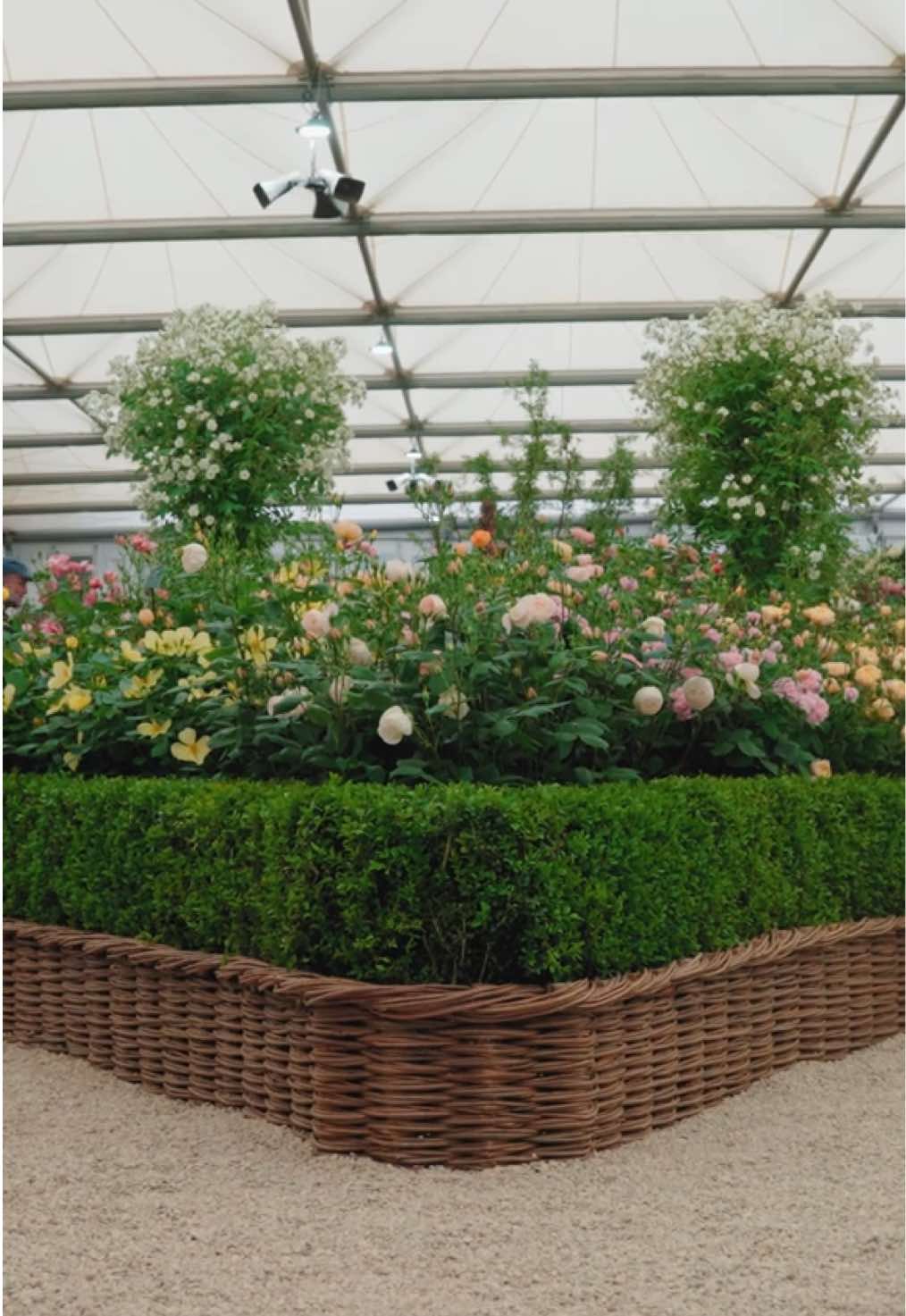 @David Austin Roses