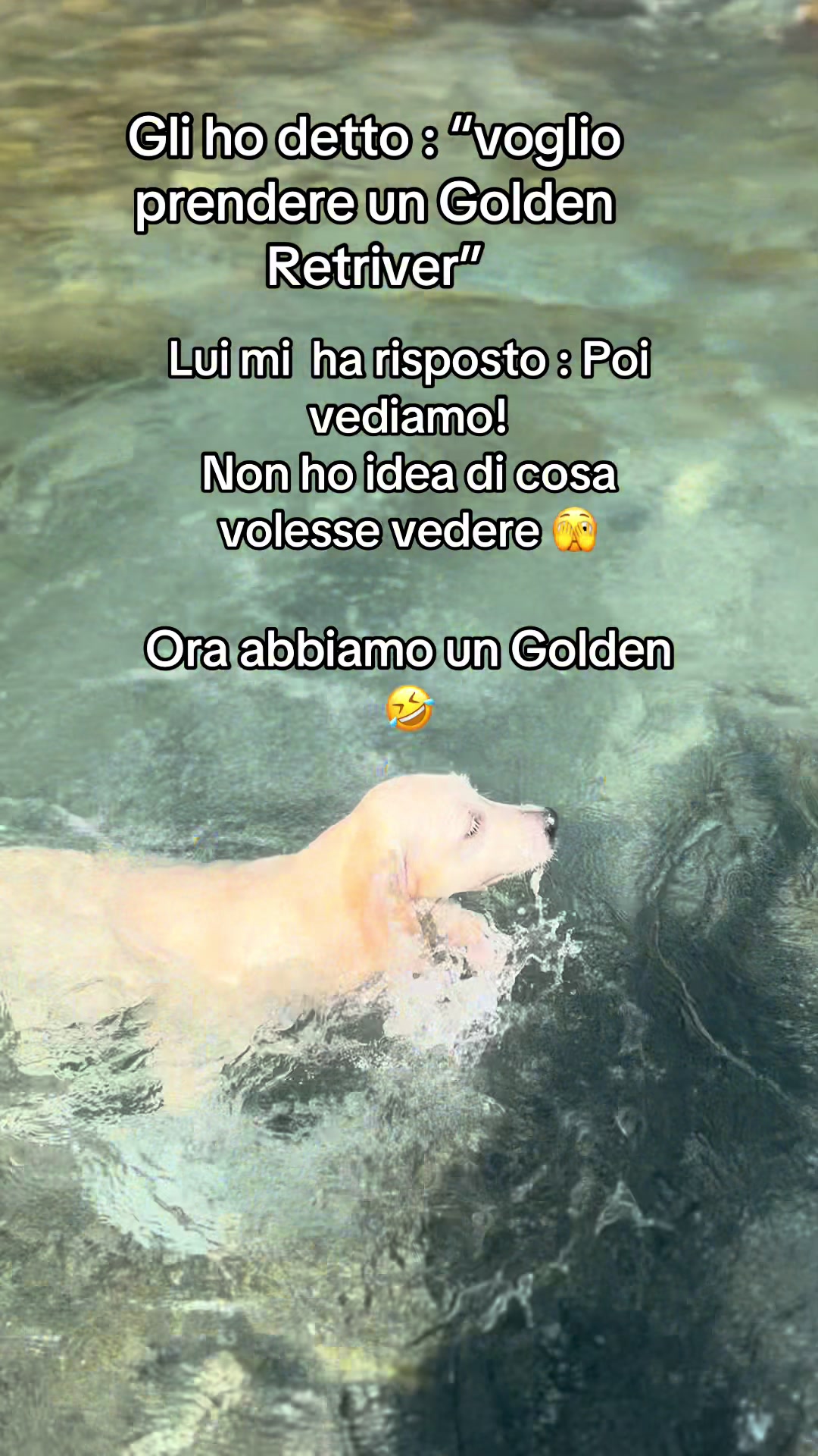 @Golden_OLIVIA.Retriver