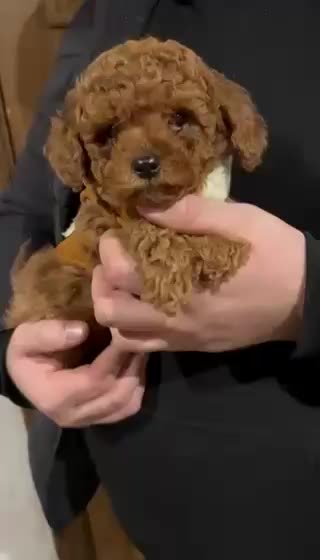 @Caniche Barcelona