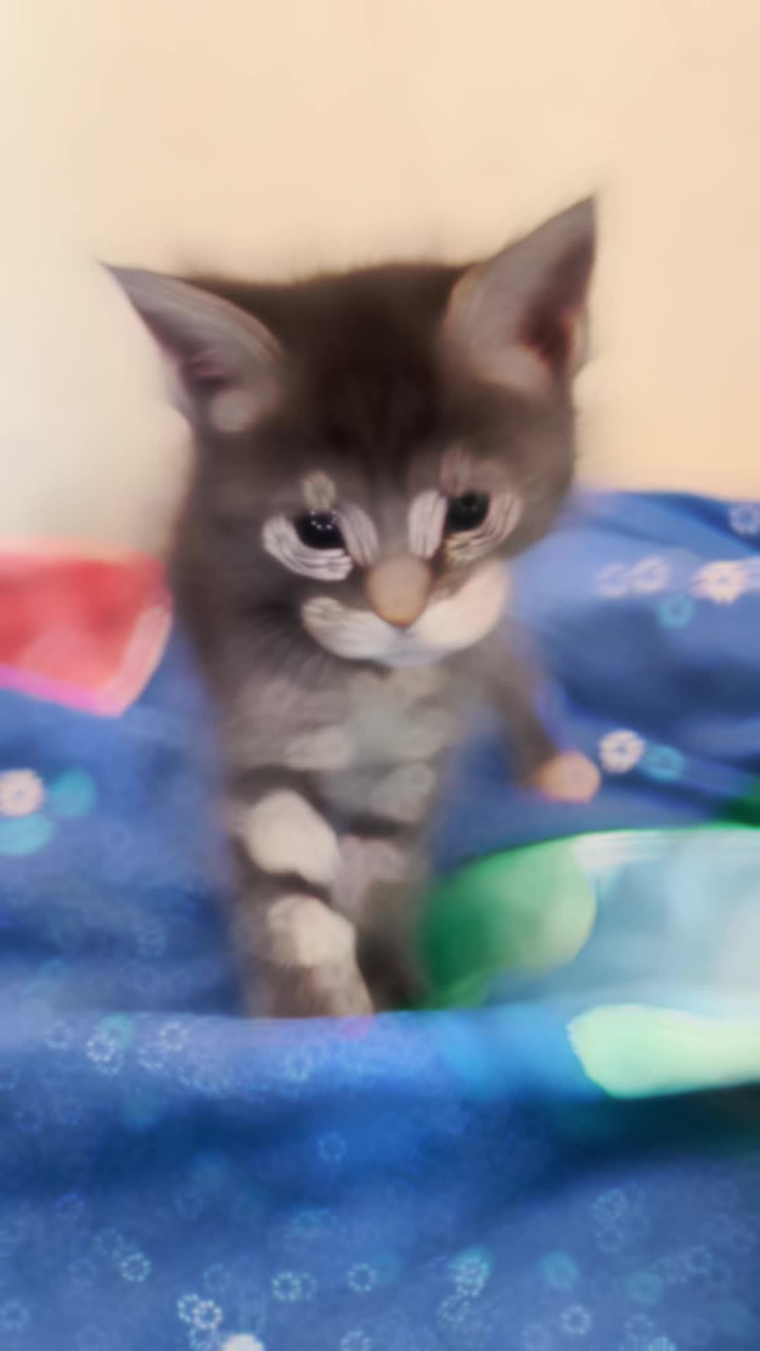 @Cloe-Leo 🤍🧡cats