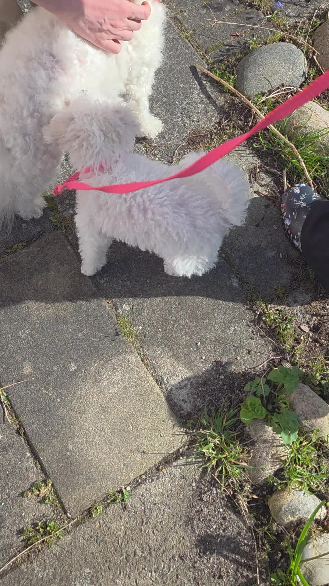 @TessiBichon