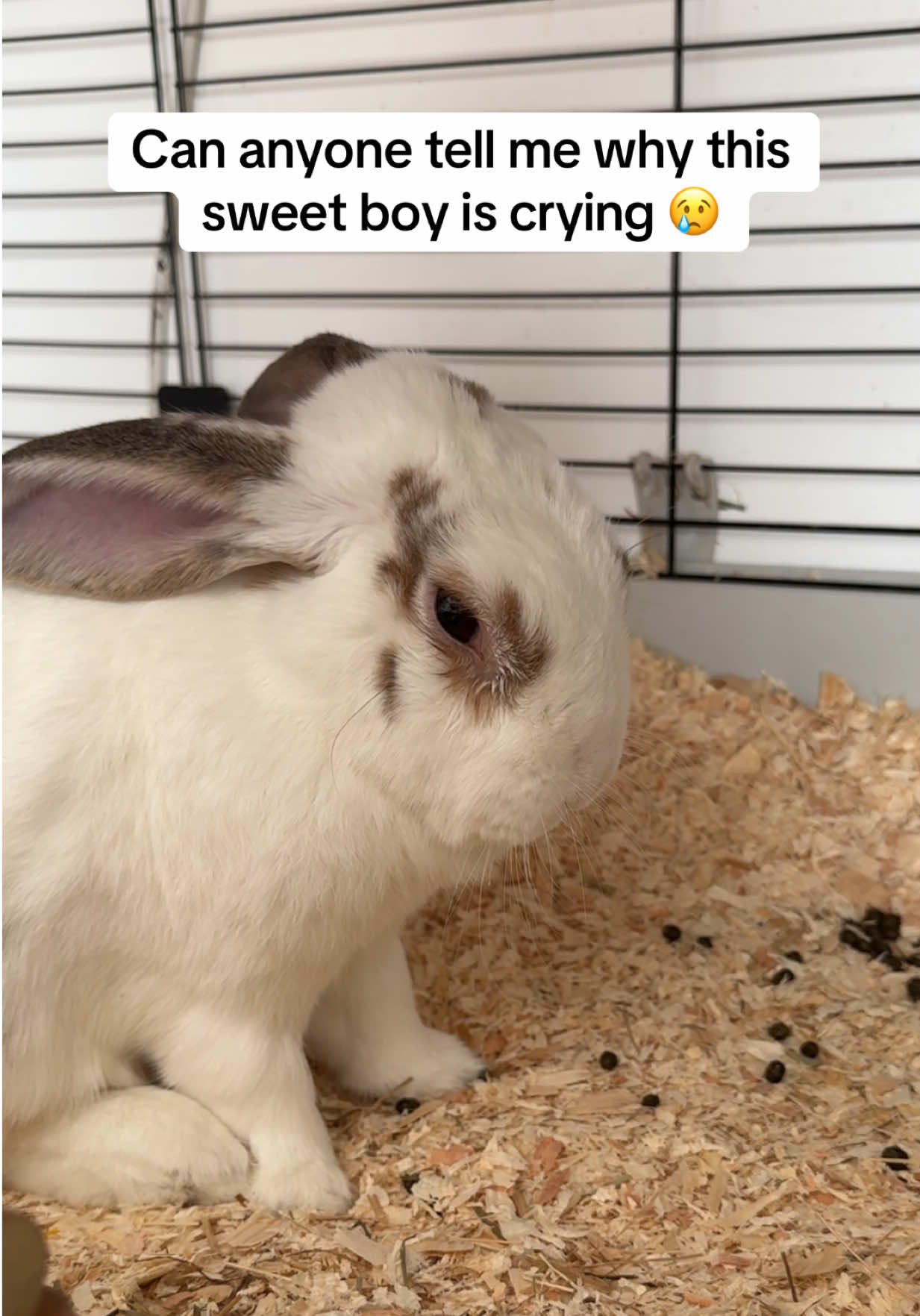 @Bun, two, three, four