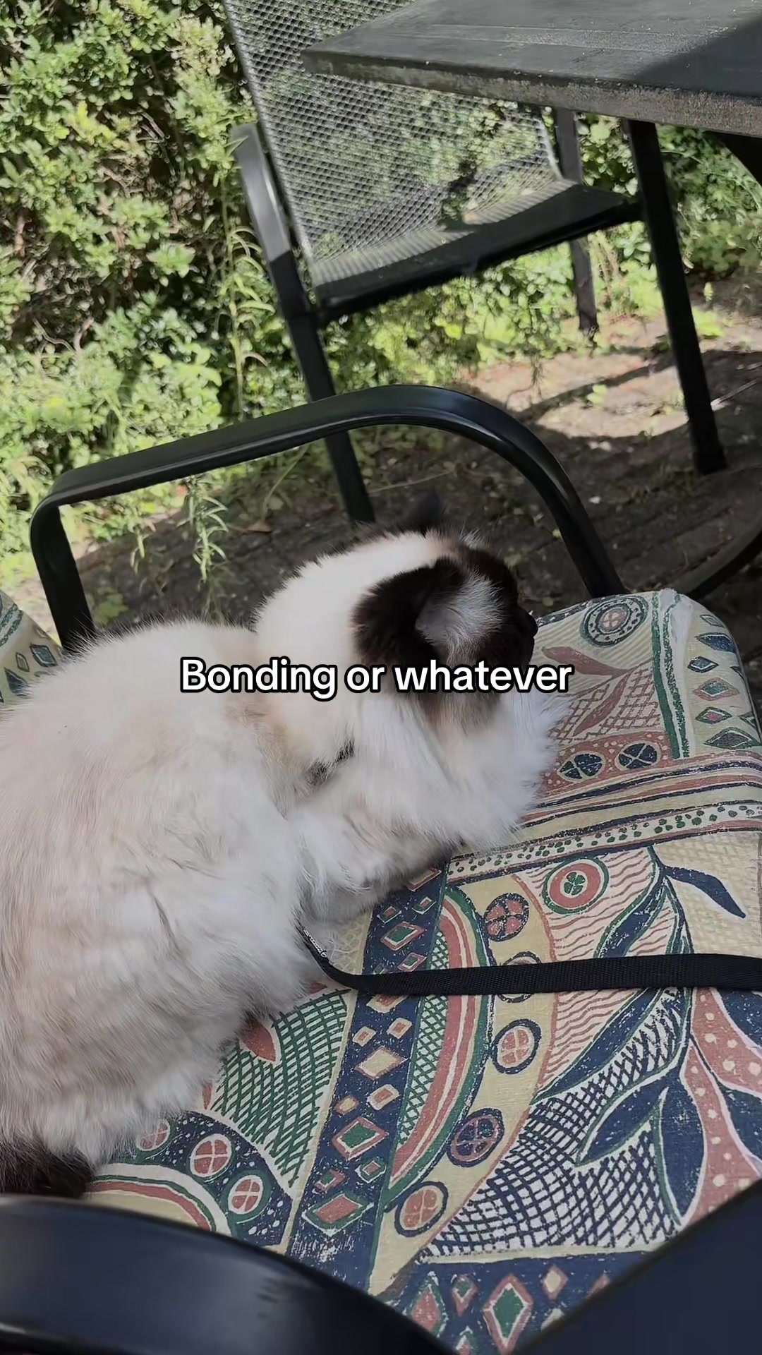 @Sunshine/irl Mydei