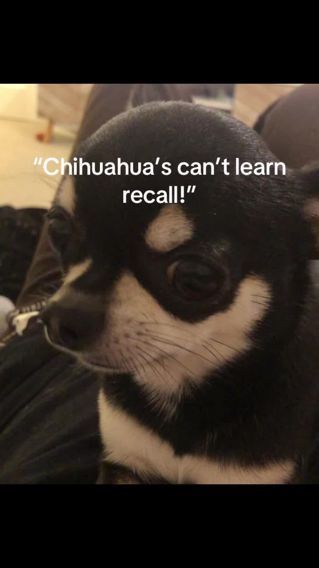 @Coco_bean🐾