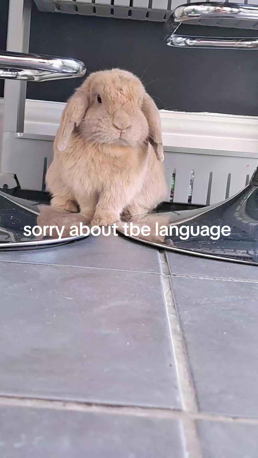 @nugget and chip 15