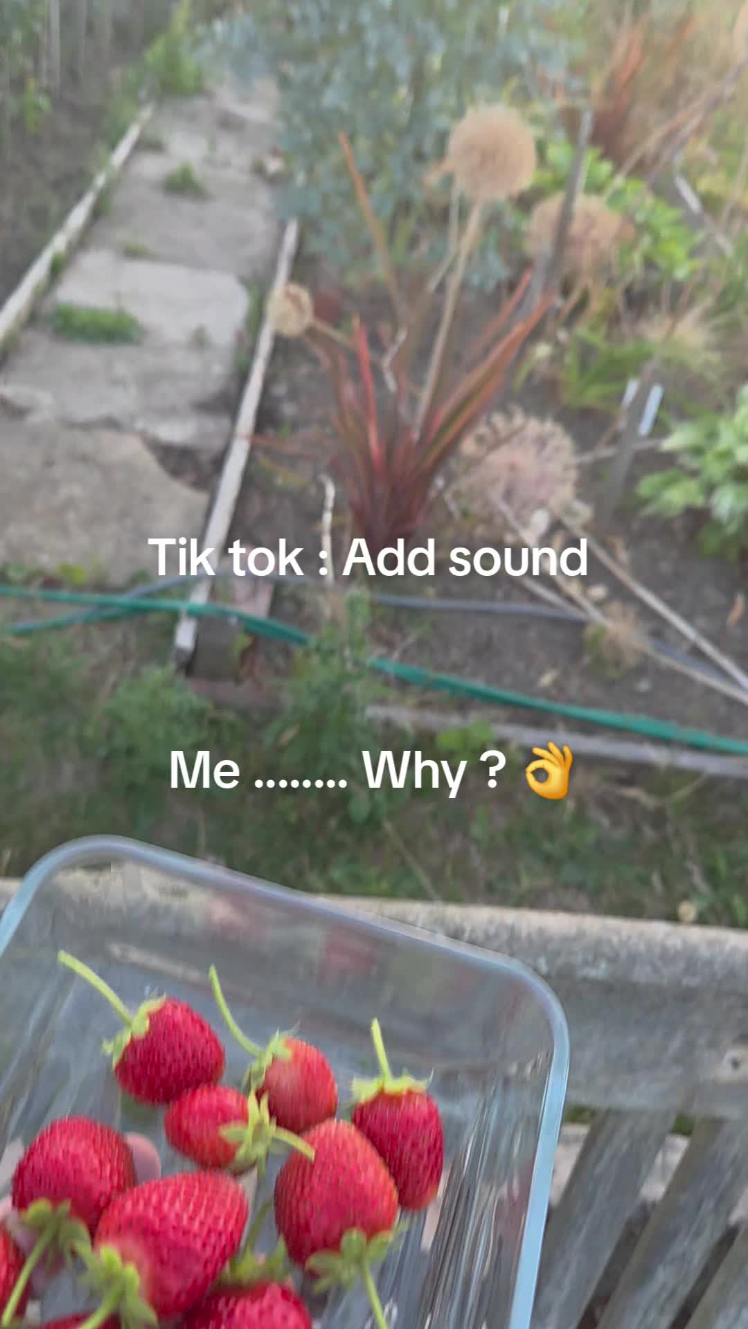 @Carrotman+Co ๐ฅ๐๐ธ