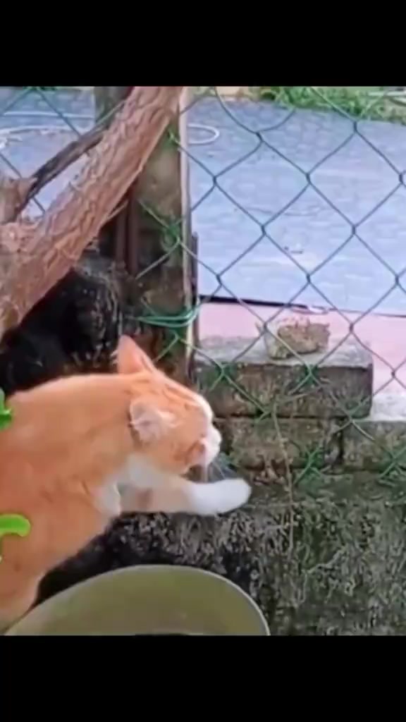 @Random Cat Stuff