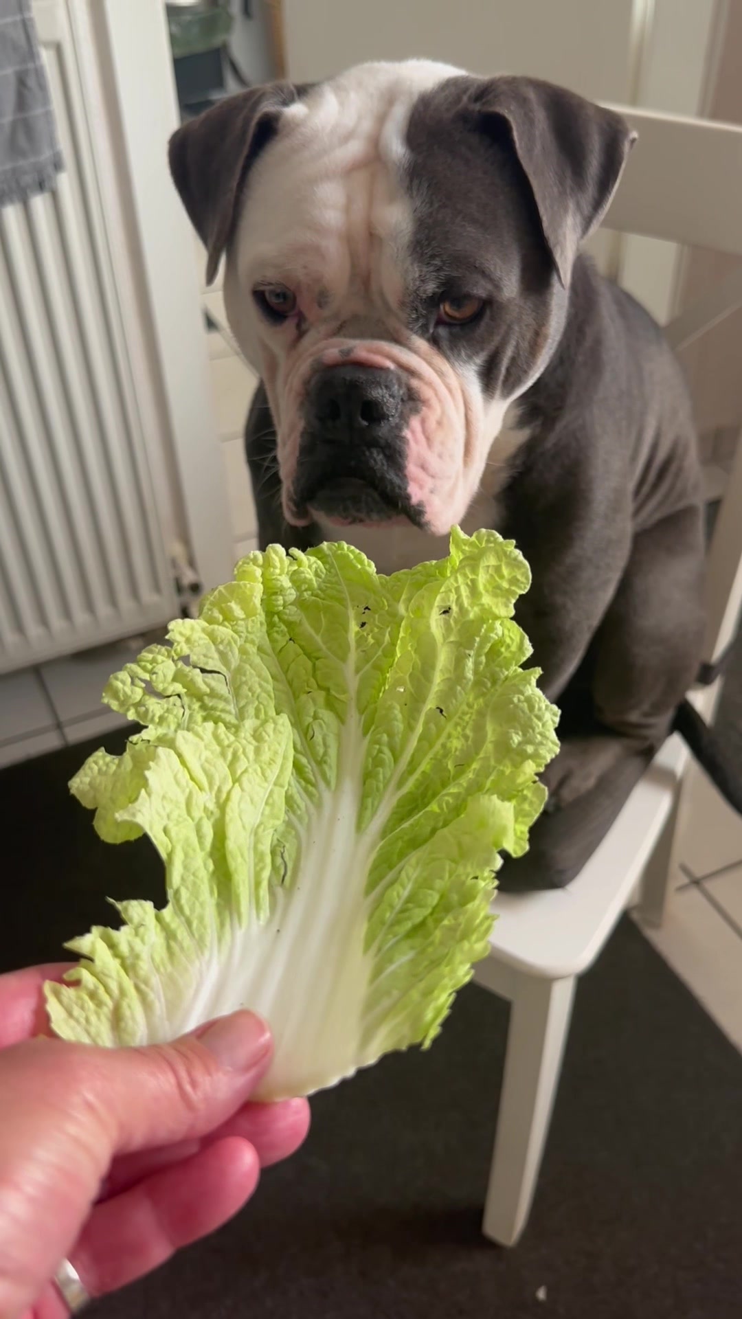 @Kalle 🐕