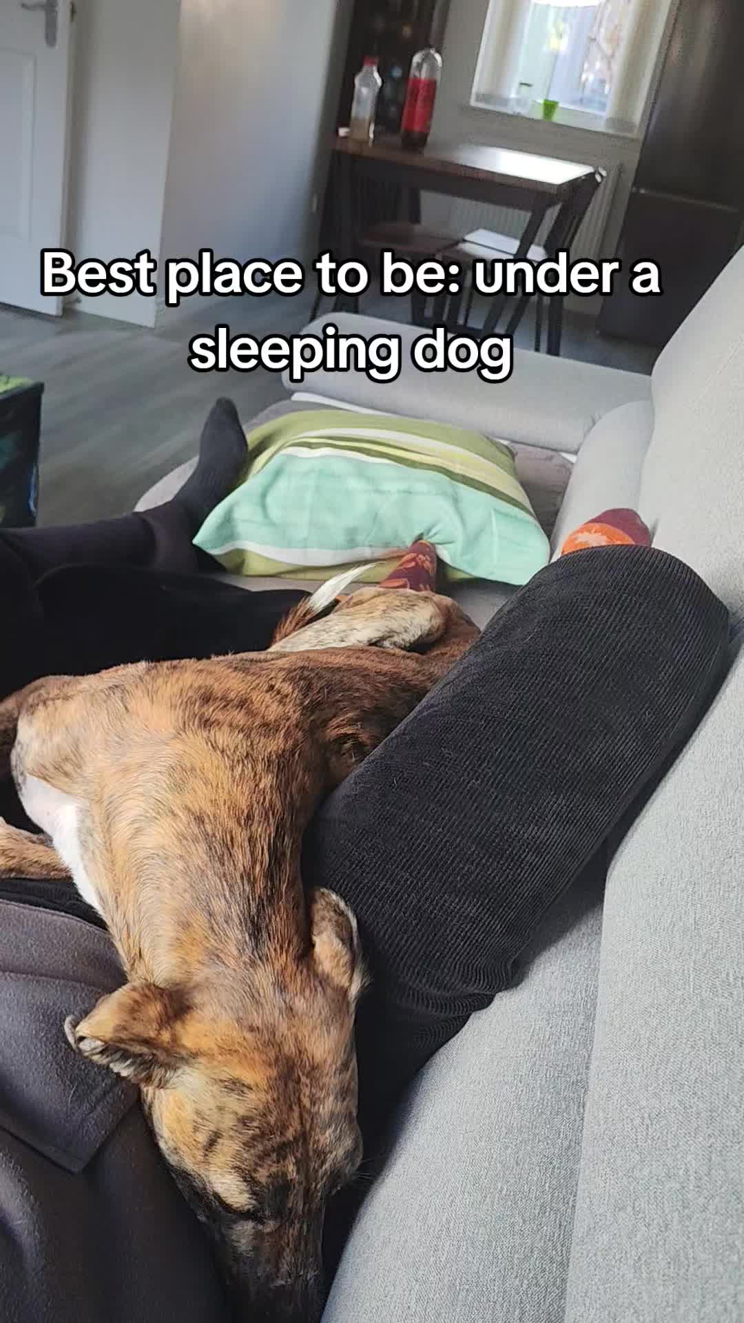 @LollyTheStrayDog