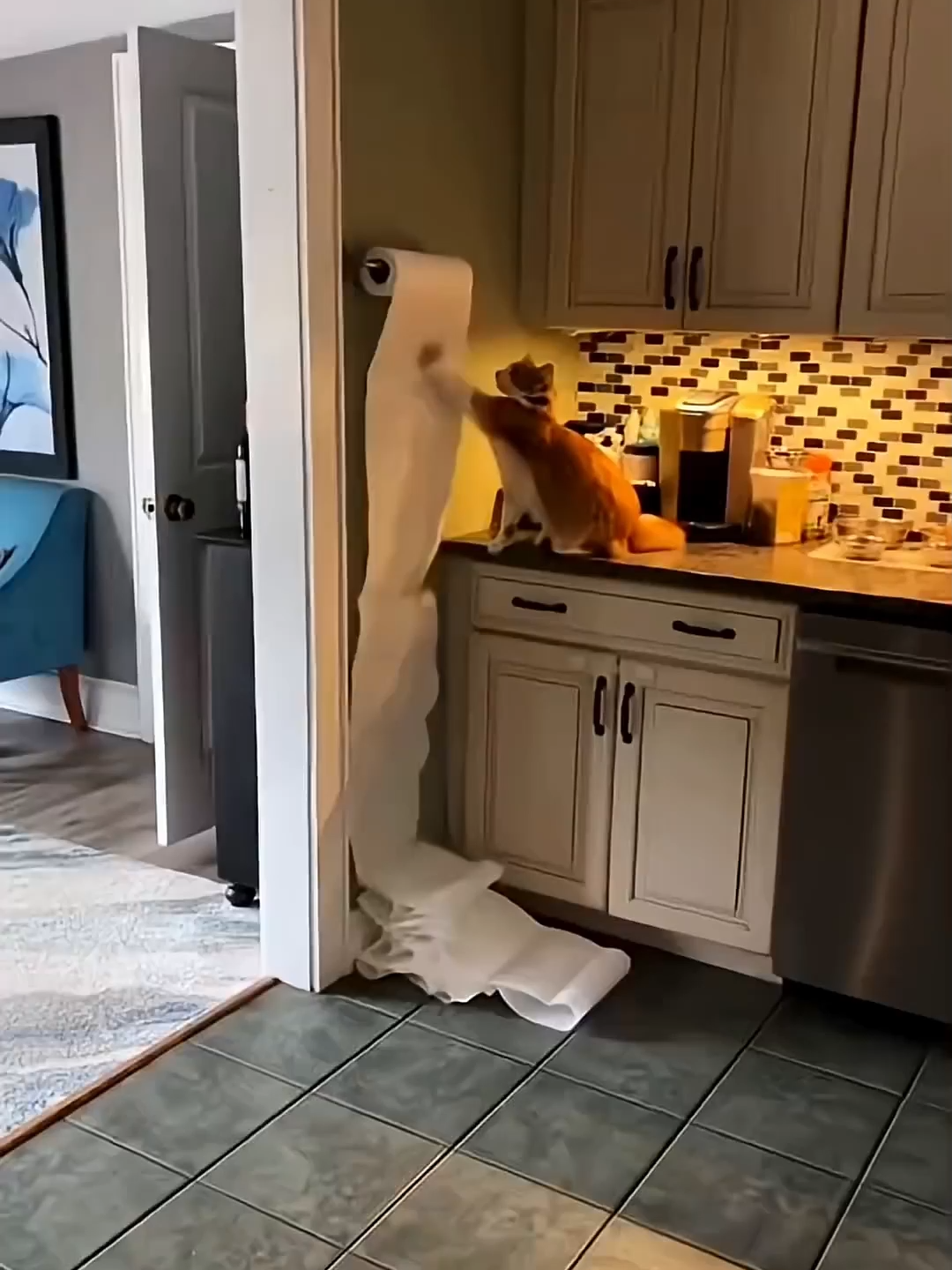 @Funny Cats 🐈