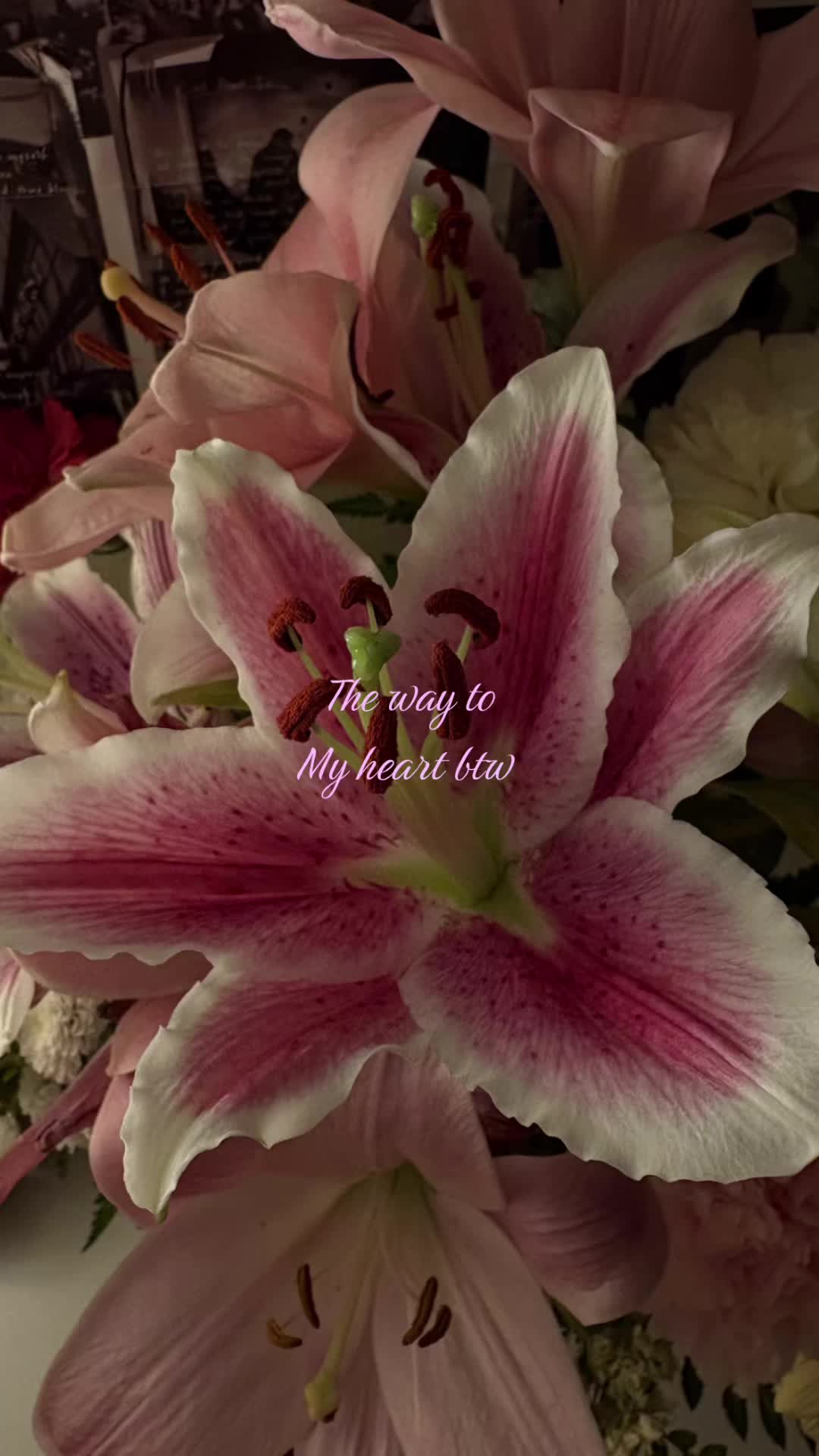 @𝒮𝑒𝒸𝓇𝑒𝓉🧁🪽🦢🩰