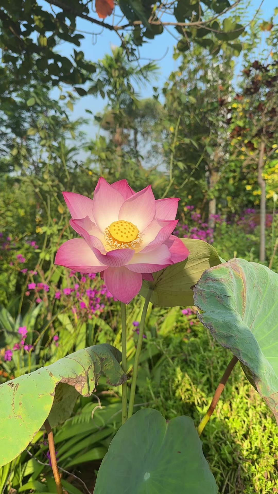 @Bảo Kh&aacute;nh