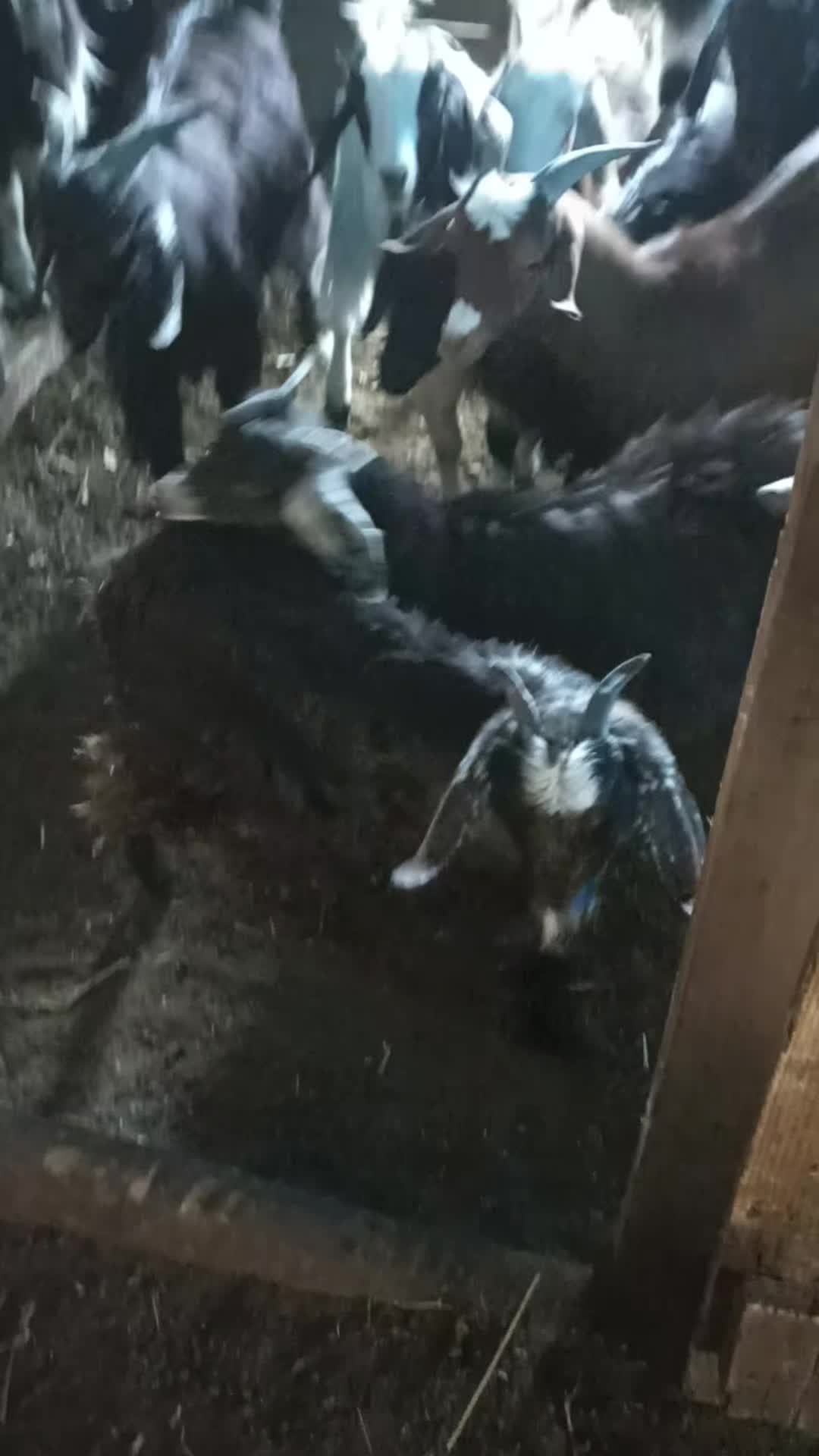 @Elif Çetin