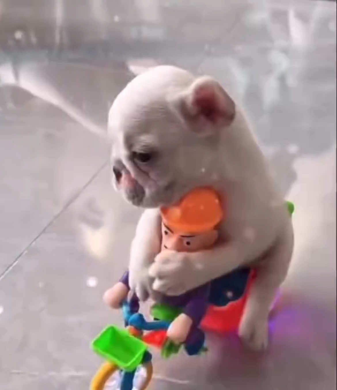 @Pibble Plug