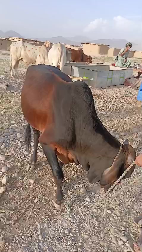 @Abdul Malik Kakar 2215