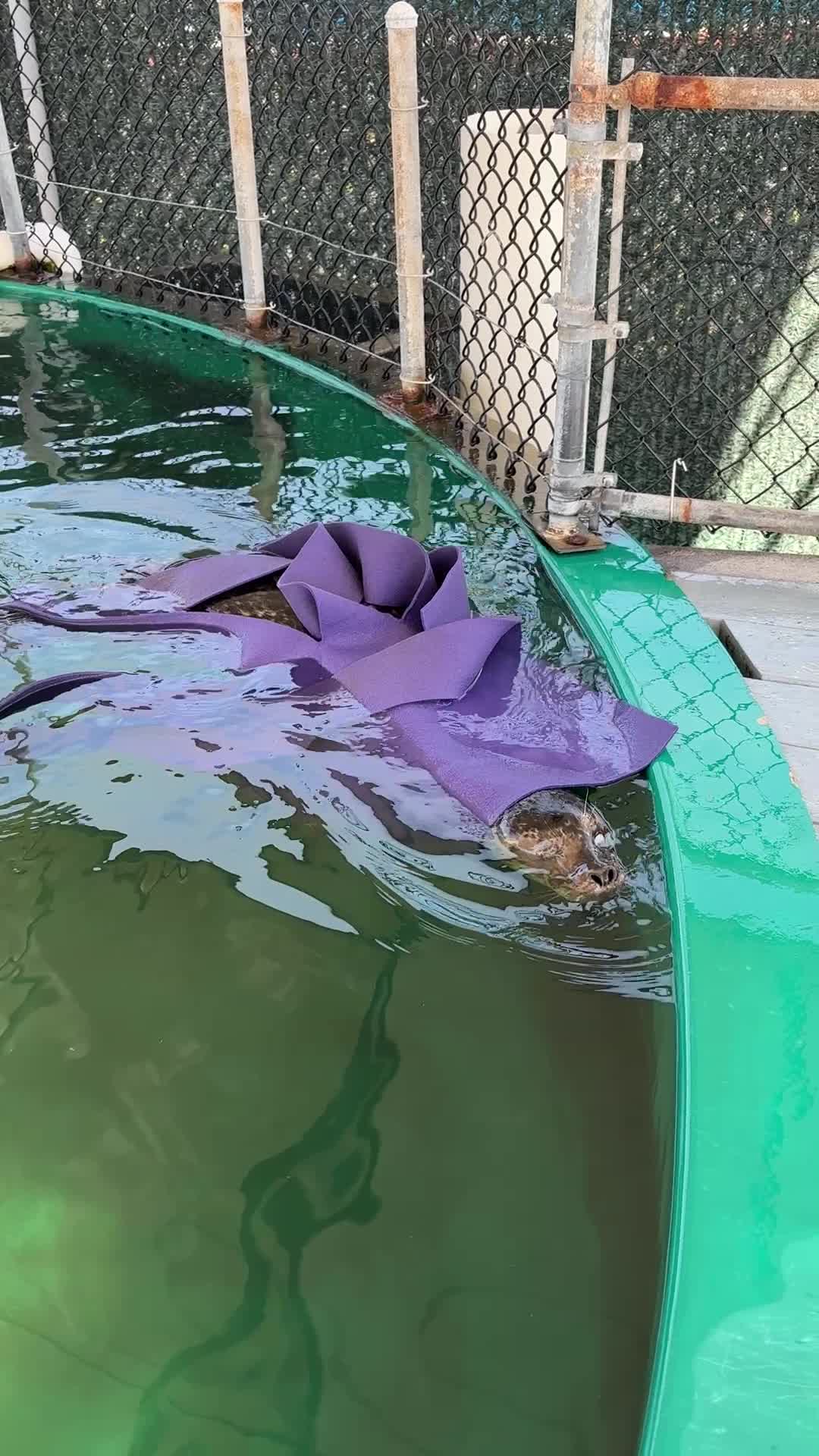@Marine Mammal Rescue Society