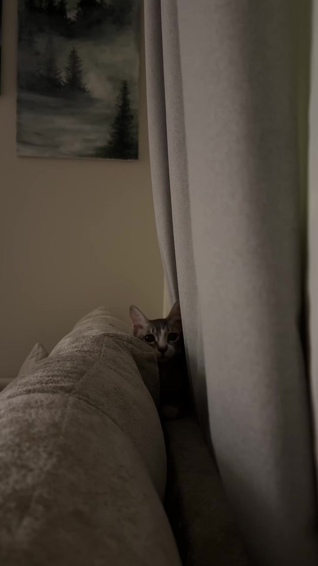 @Lots of cats