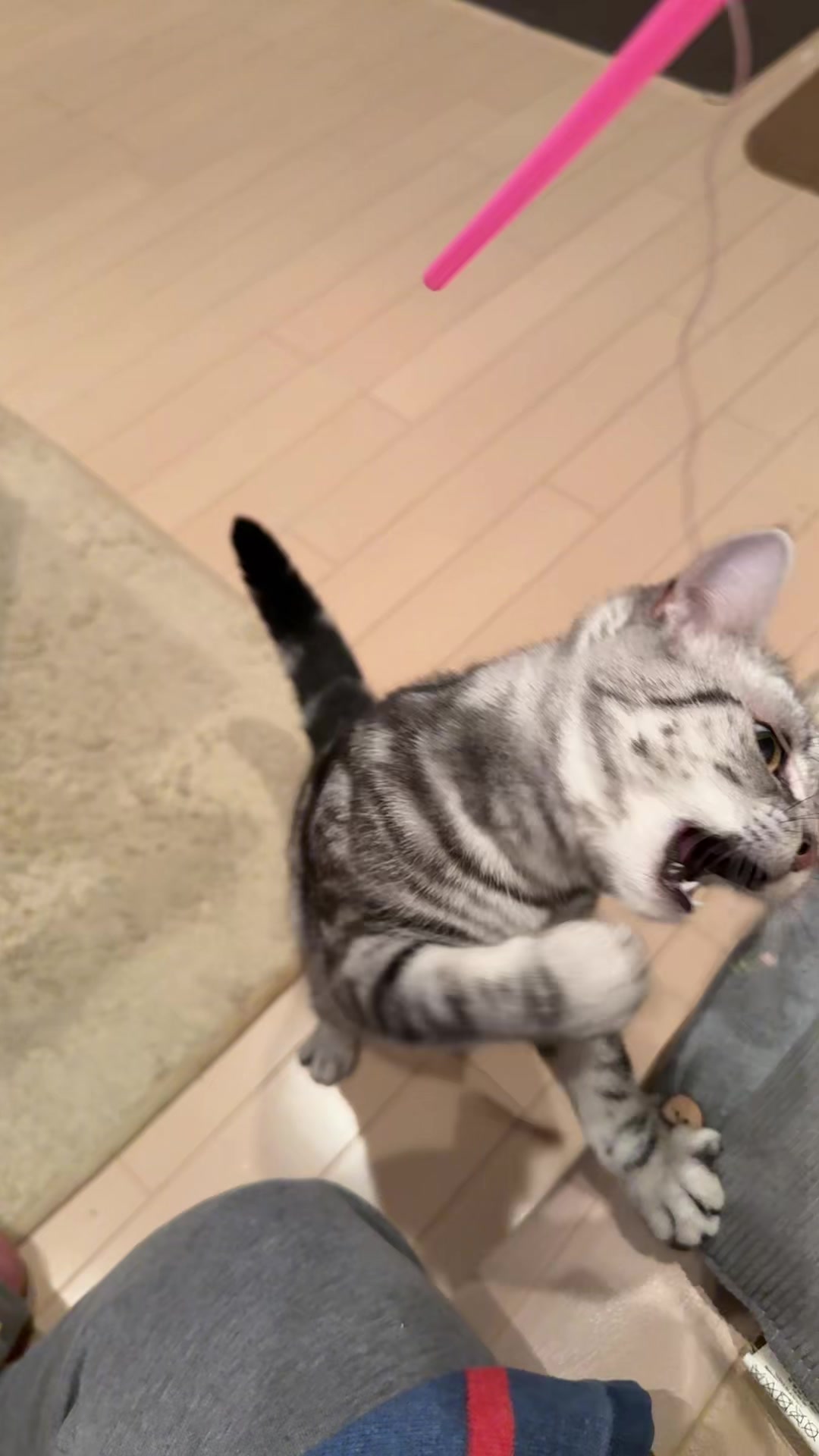 @パンダコンダ