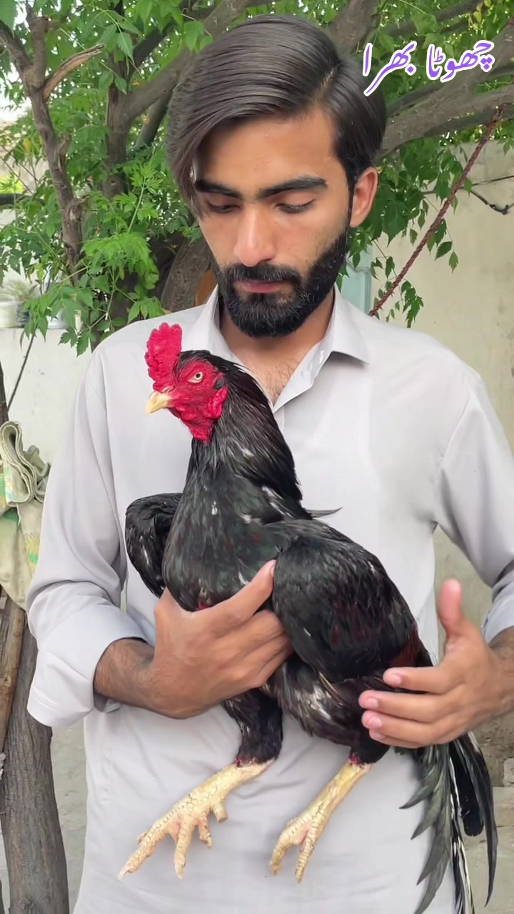 @Zohan Shah