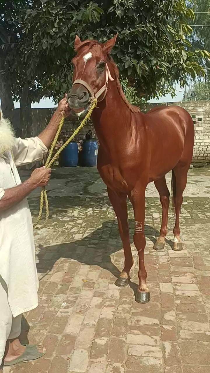 @JB JAVED
