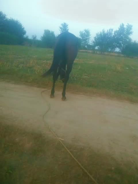 @Only Horse Video 🐴🐴