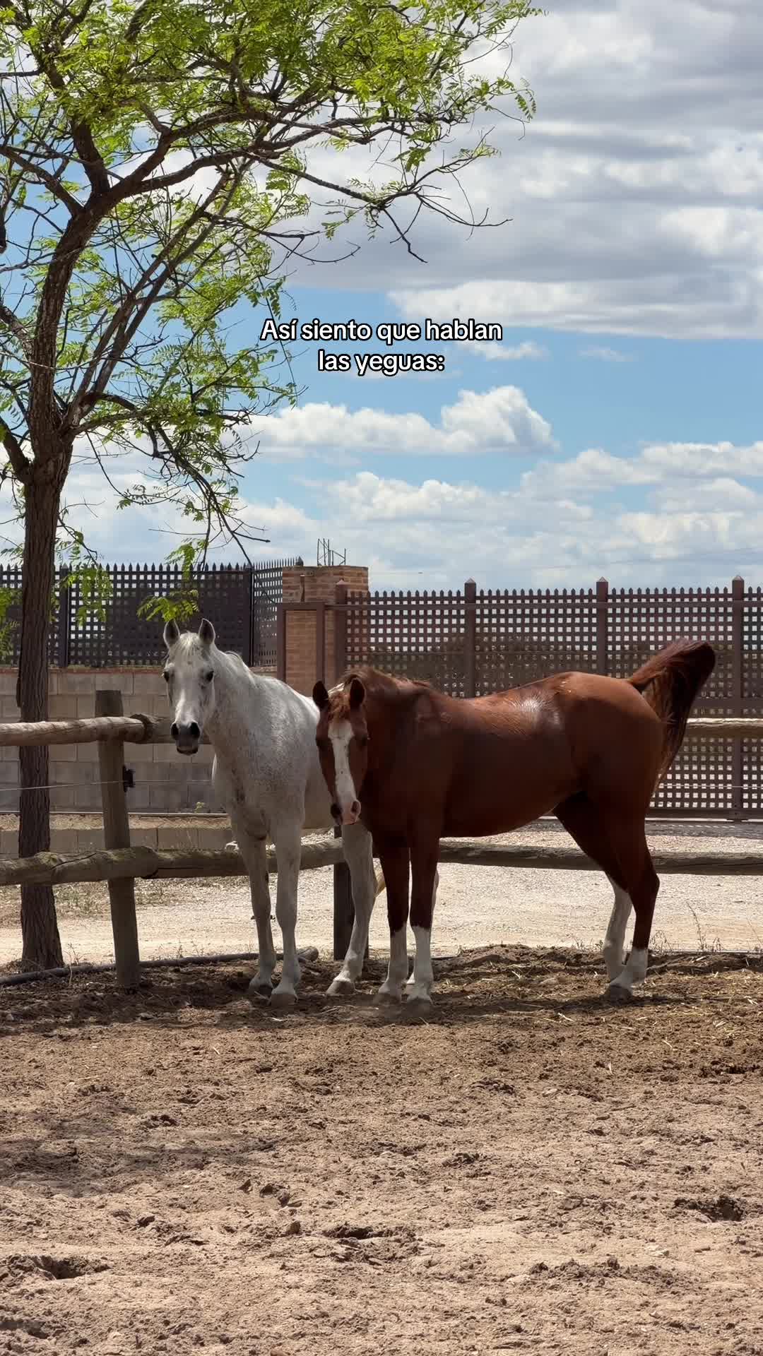 @MyHorse
