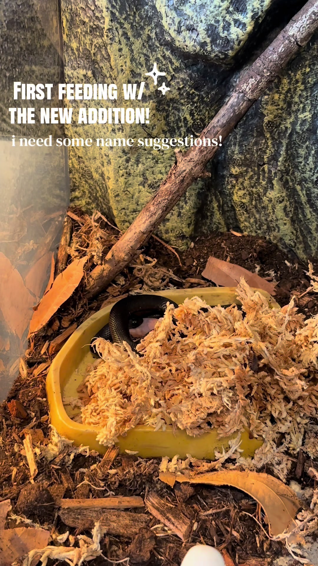 @🦎 Myleigh 🐍