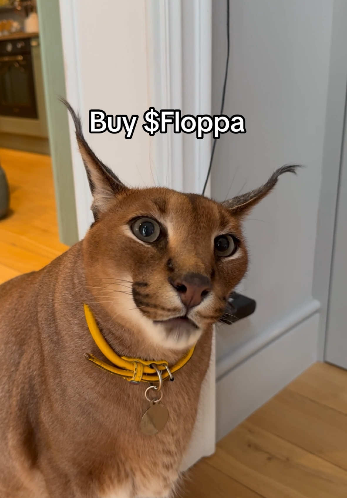 @Pumba Caracal