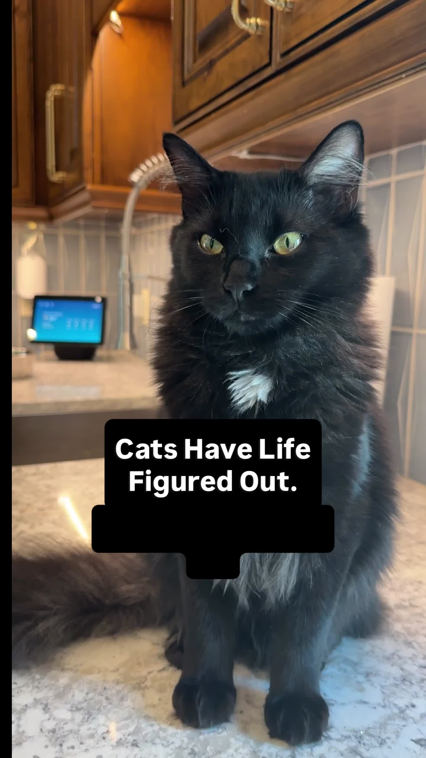 @Winnie: Maine Coon Kitty