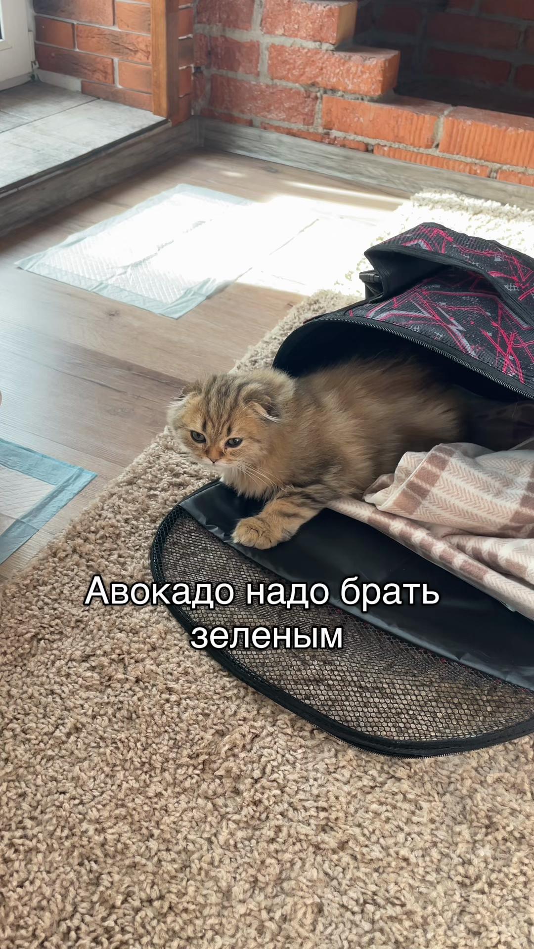 @ravvinskaya.val